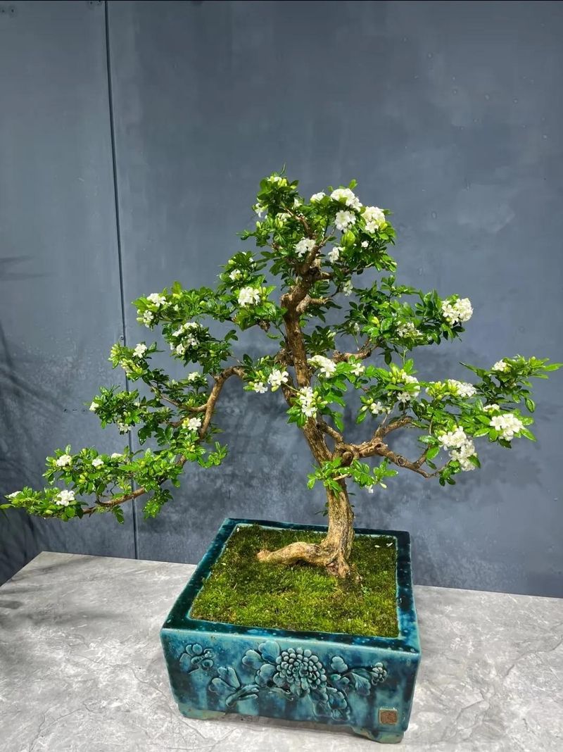 朴树种子的种植方法