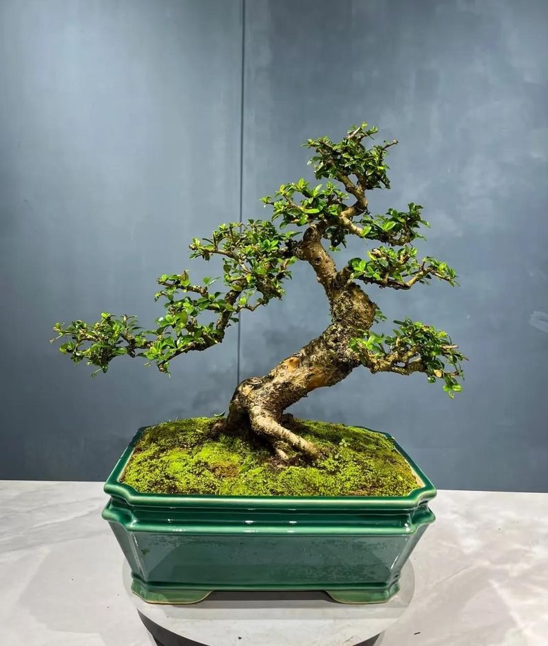 朴树种子的种植方法