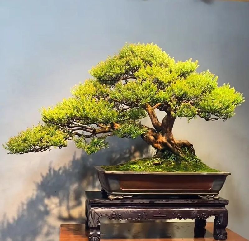 朴树种子的种植方法