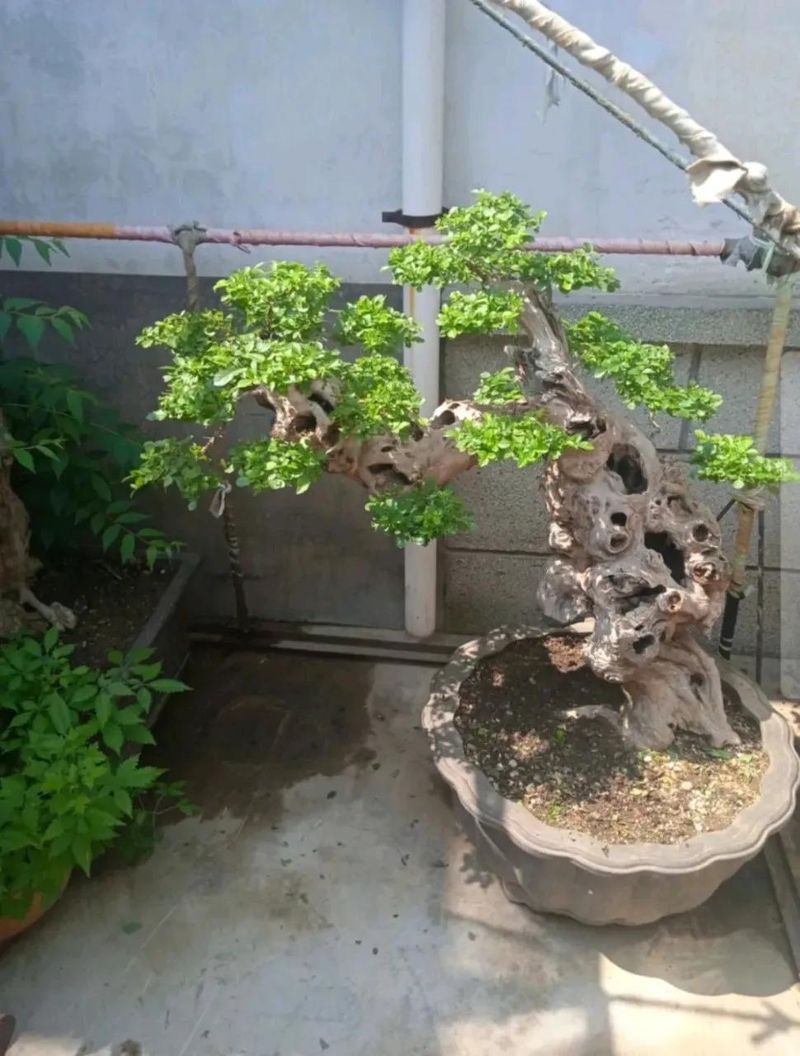 朴树种子的种植方法