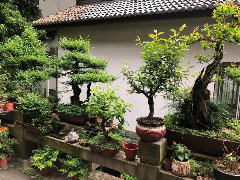 朴树种子的种植方法