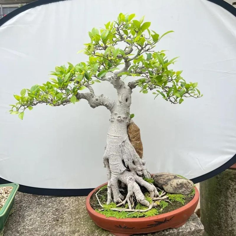 朴树种子的种植方法