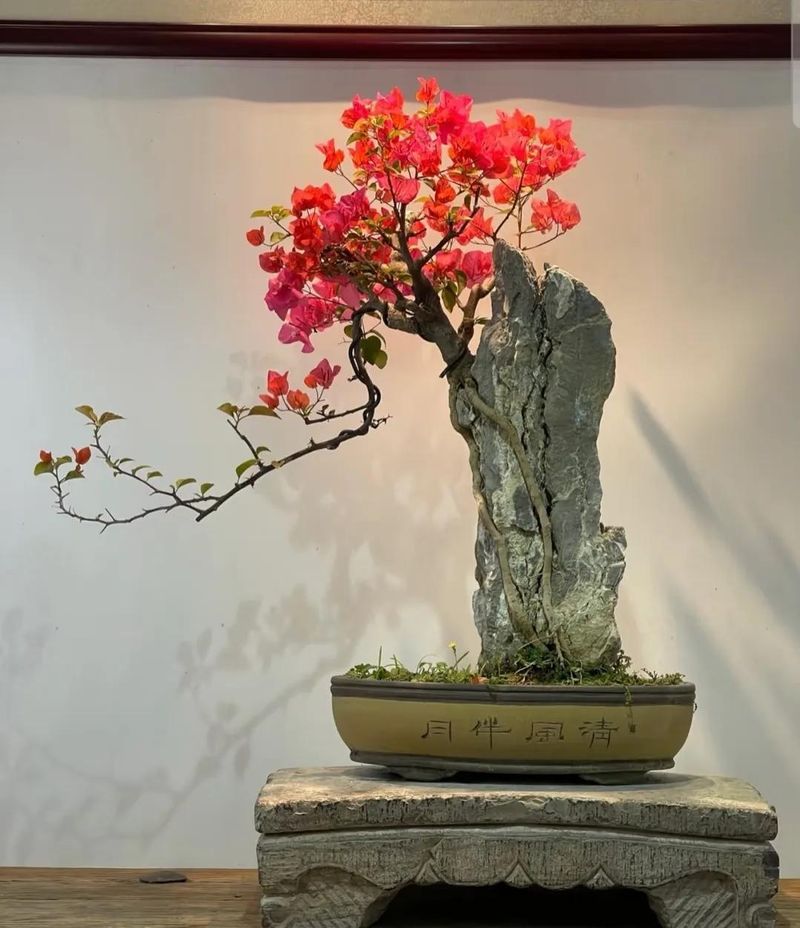 朴树种子的种植方法