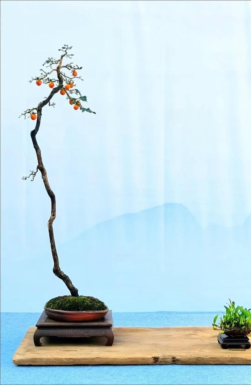 朴树种子的种植方法