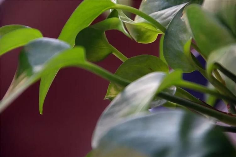 A video of pelvis growing technology