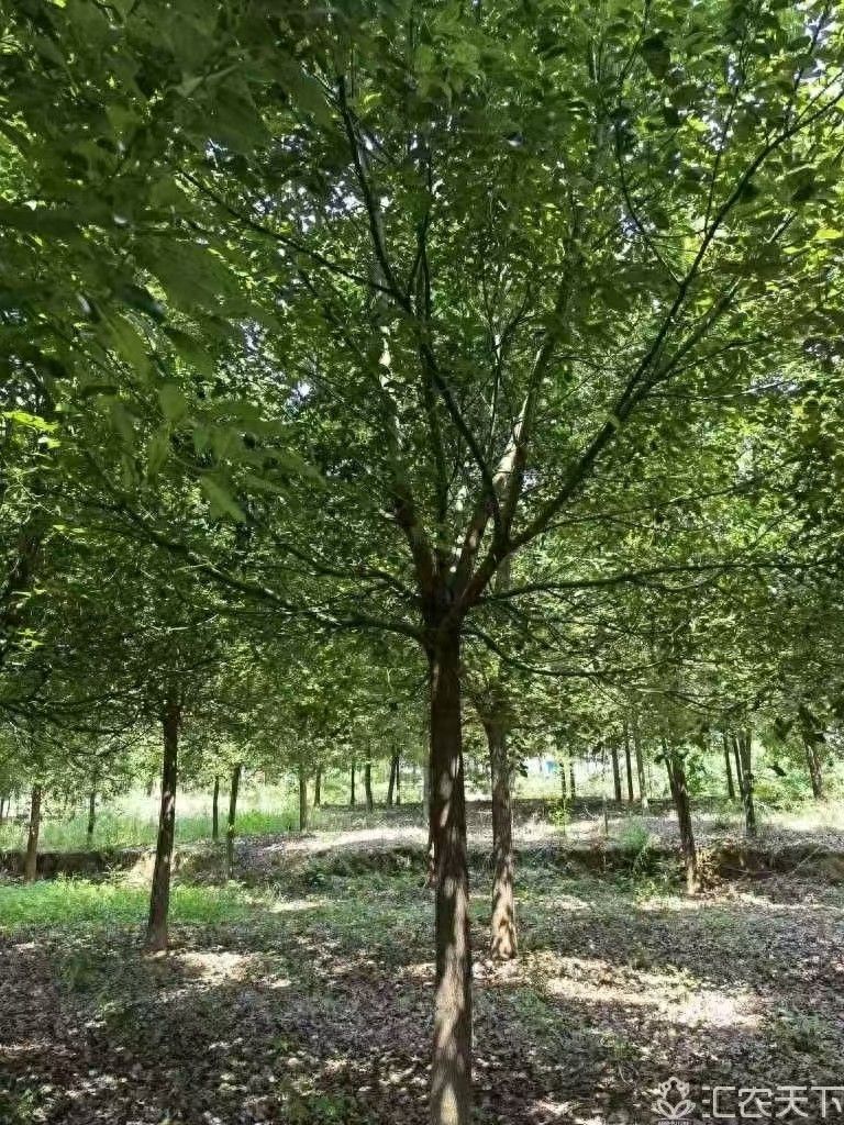 市场热门的朴树合作社