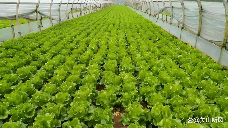 意大利生菜种植方法