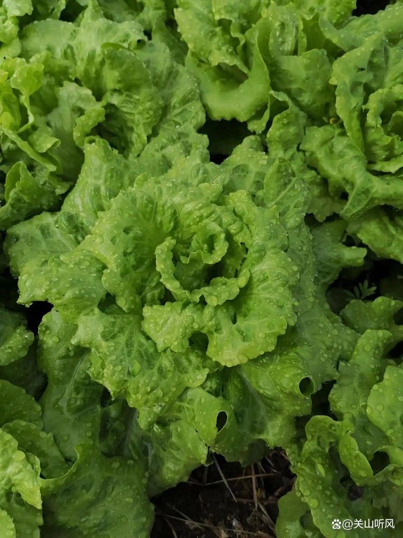 意大利生菜种植方法