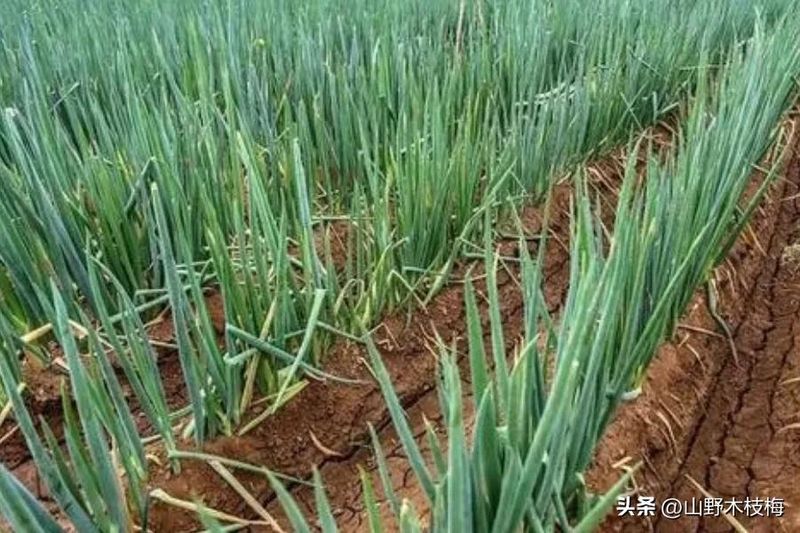 章丘大葱种植技术视频