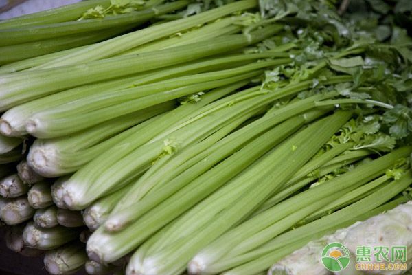 小香芹种植方法和时间