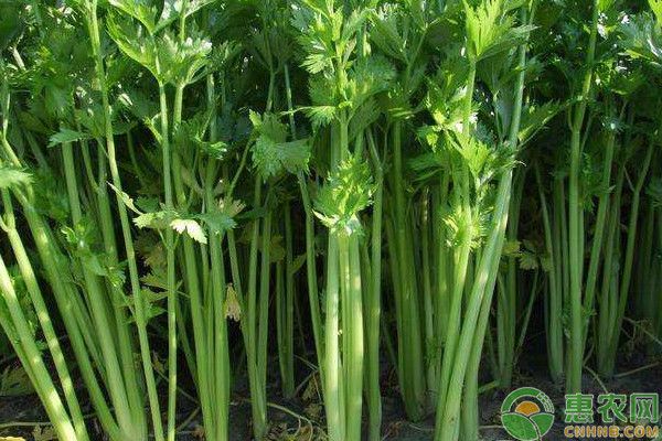 小香芹种植方法和时间