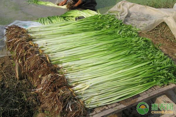 小香芹种植方法和时间
