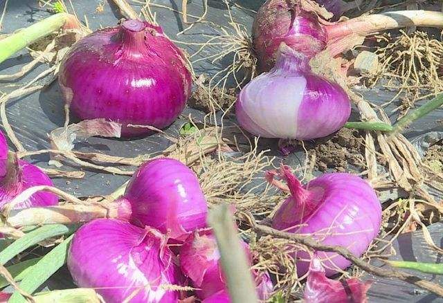 茼蒿种植技术