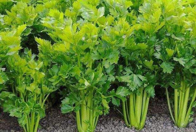 茼蒿种植技术
