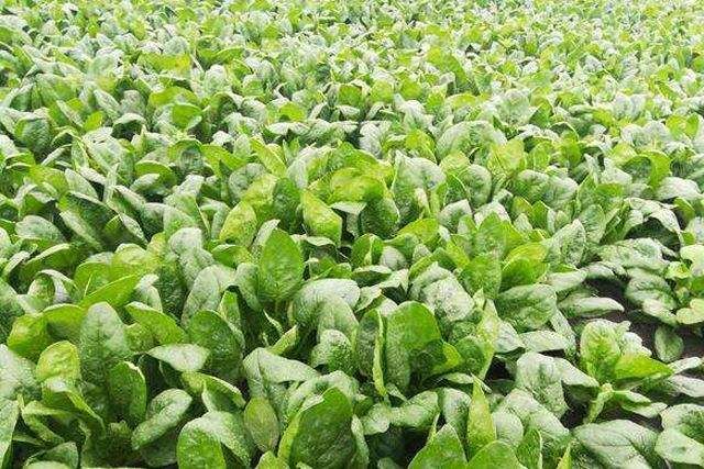 茼蒿种植技术