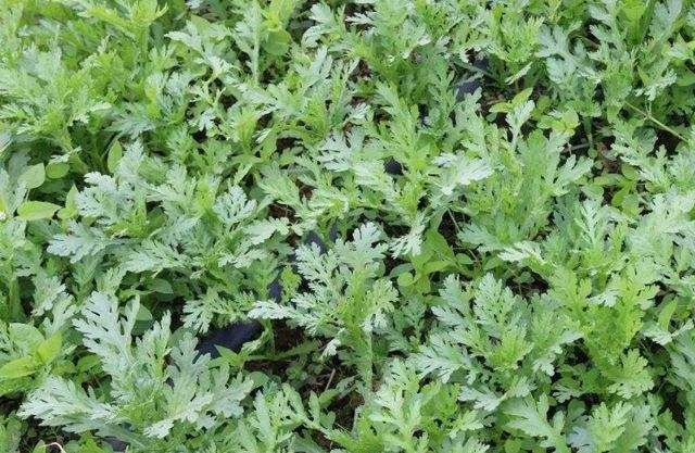 茼蒿种植技术