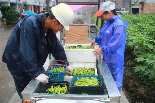 秋葵怎么种植方法