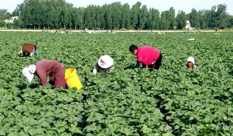秋葵怎么种植方法