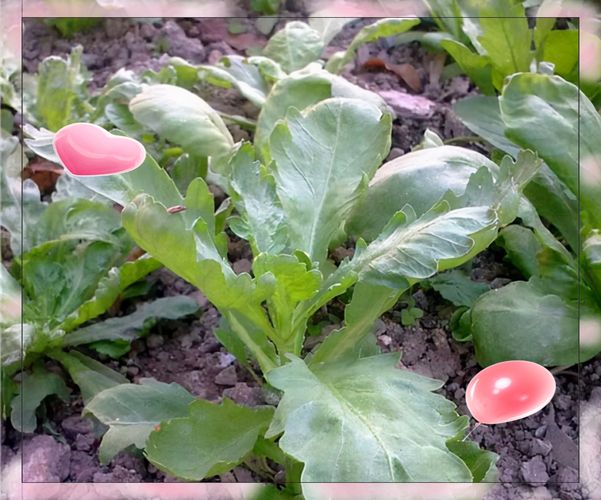 茼蒿种植技术