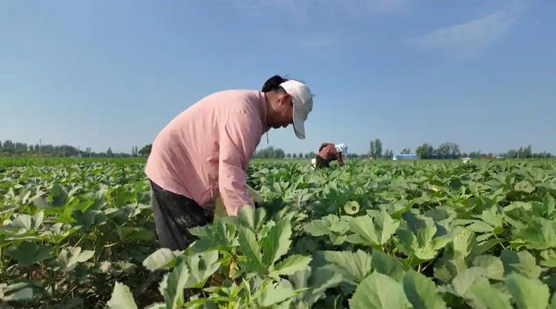 秋葵怎么种植方法