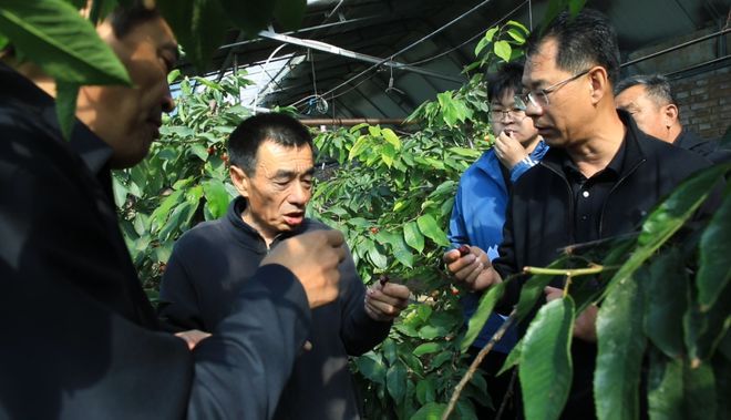 樱桃种植技术