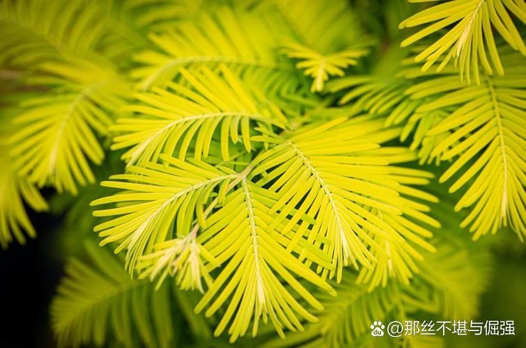 水杉种植技术