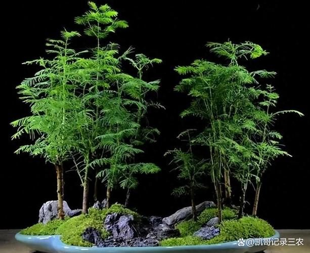水杉种植技术