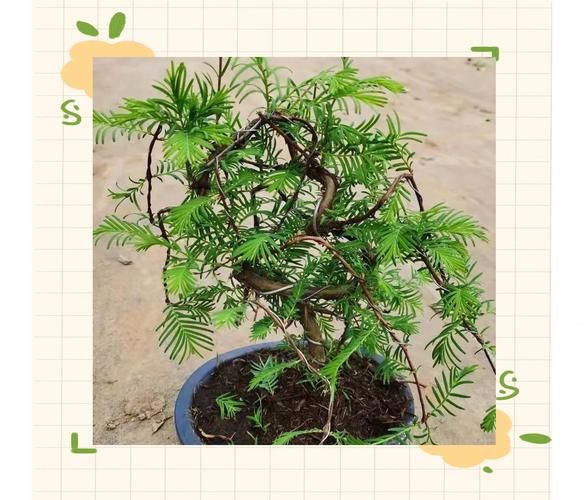 水杉种植技术