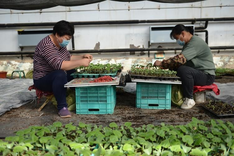 西瓜苗种植技术