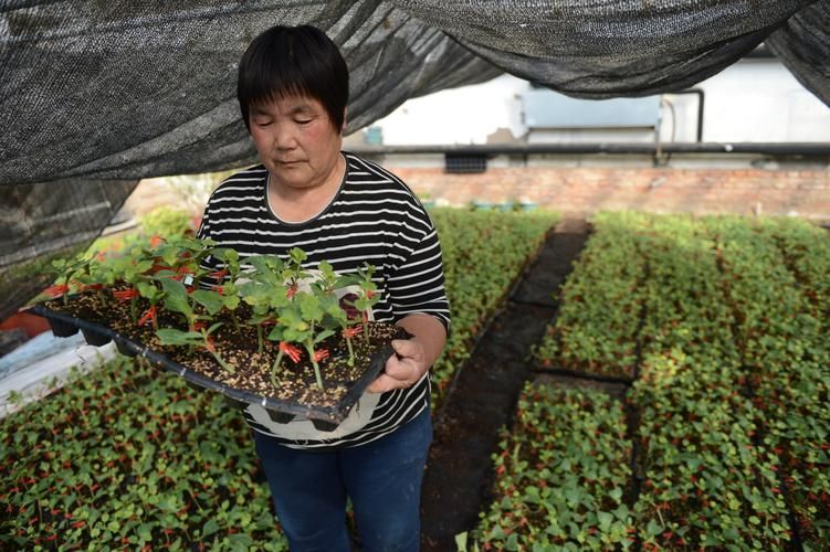 西瓜苗种植技术