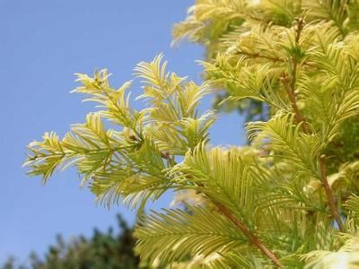 水杉种植技术