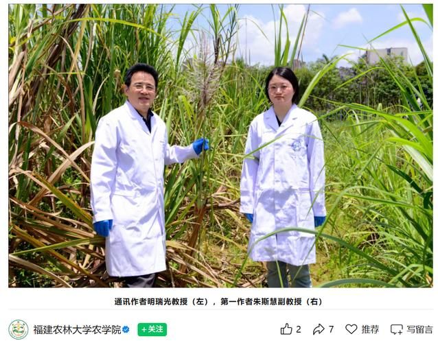 河南甘蔗种植技术