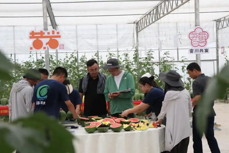 西瓜苗种植技术