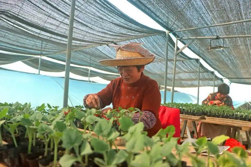西瓜苗种植技术
