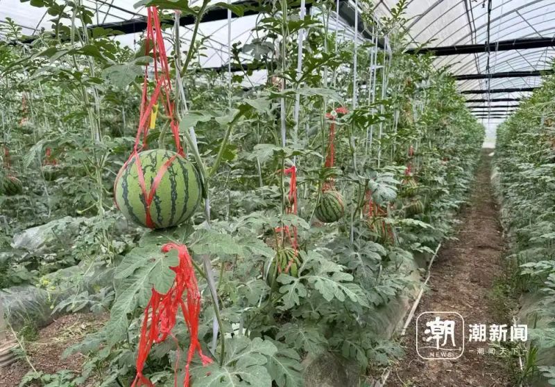 西瓜苗种植技术