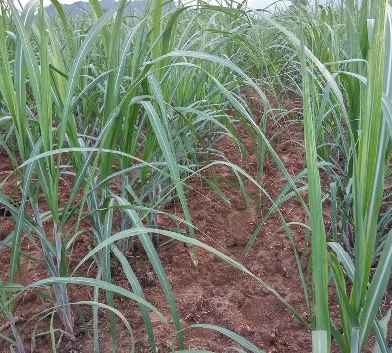 河南甘蔗种植技术