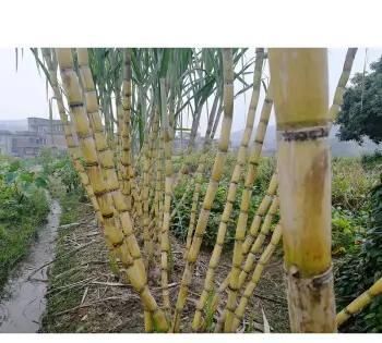 河南甘蔗种植技术