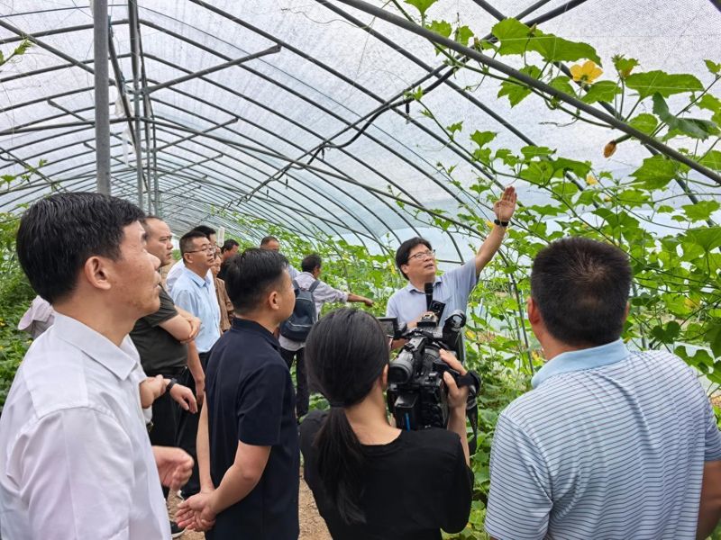 六安大棚蔬菜种植技术