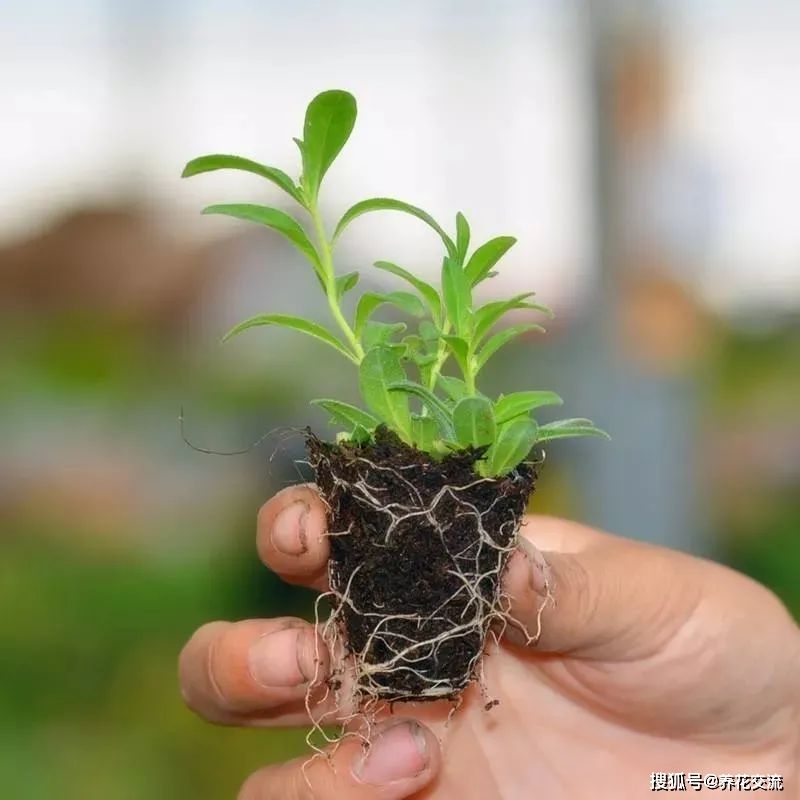 矮牵牛的种植方法