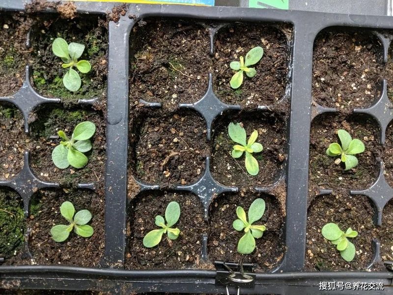 矮牵牛的种植方法