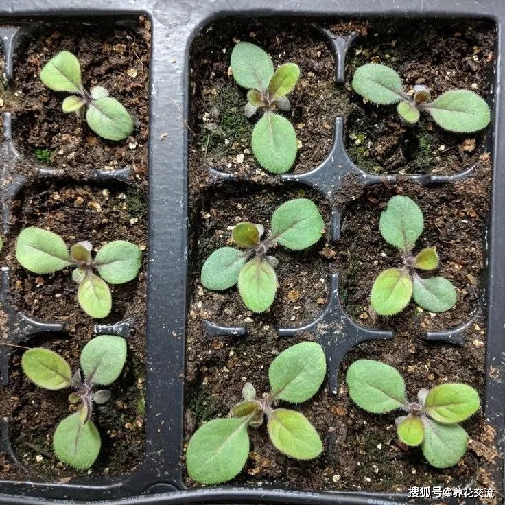 矮牵牛的种植方法