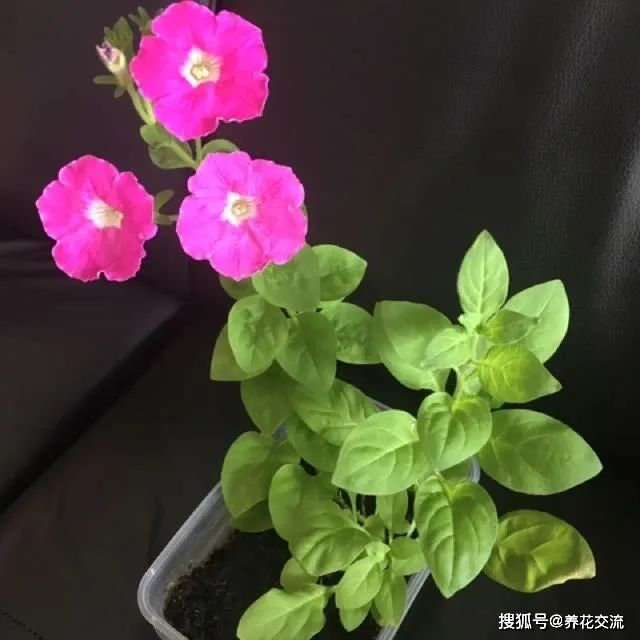 矮牵牛的种植方法