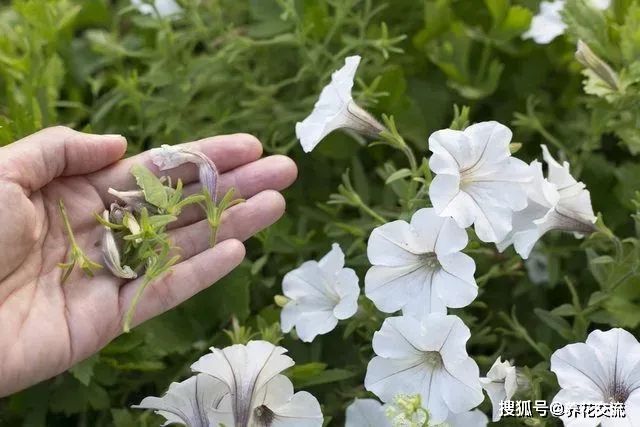 矮牵牛的种植方法