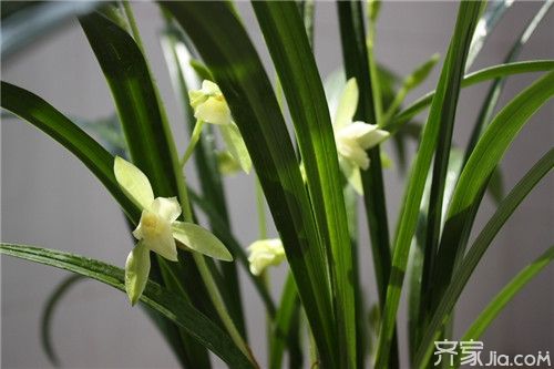 唐菖蒲种球种植方法