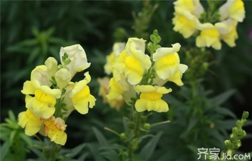 唐菖蒲种球种植方法