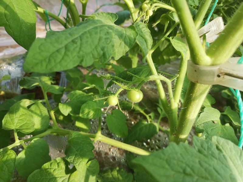国外西红柿种植技术