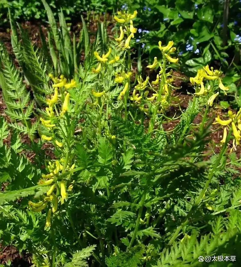 黄连种植技术
