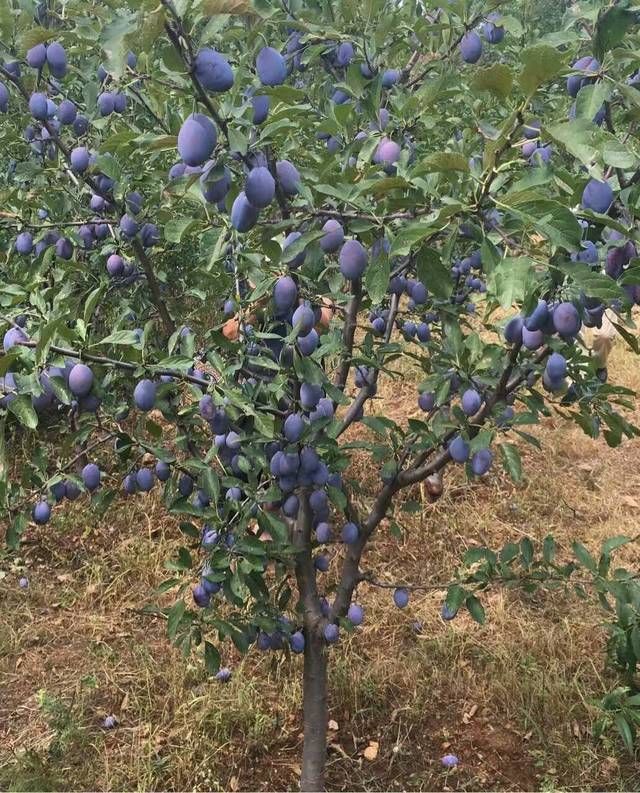 蓝梅树的种植技术