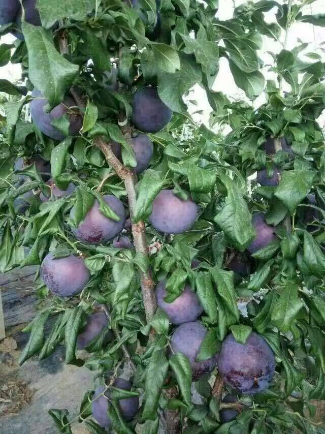 蓝梅树的种植技术