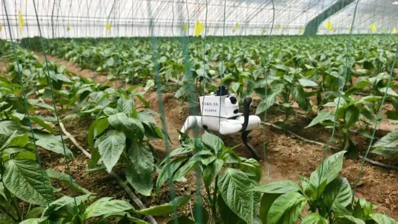 国外西红柿种植技术